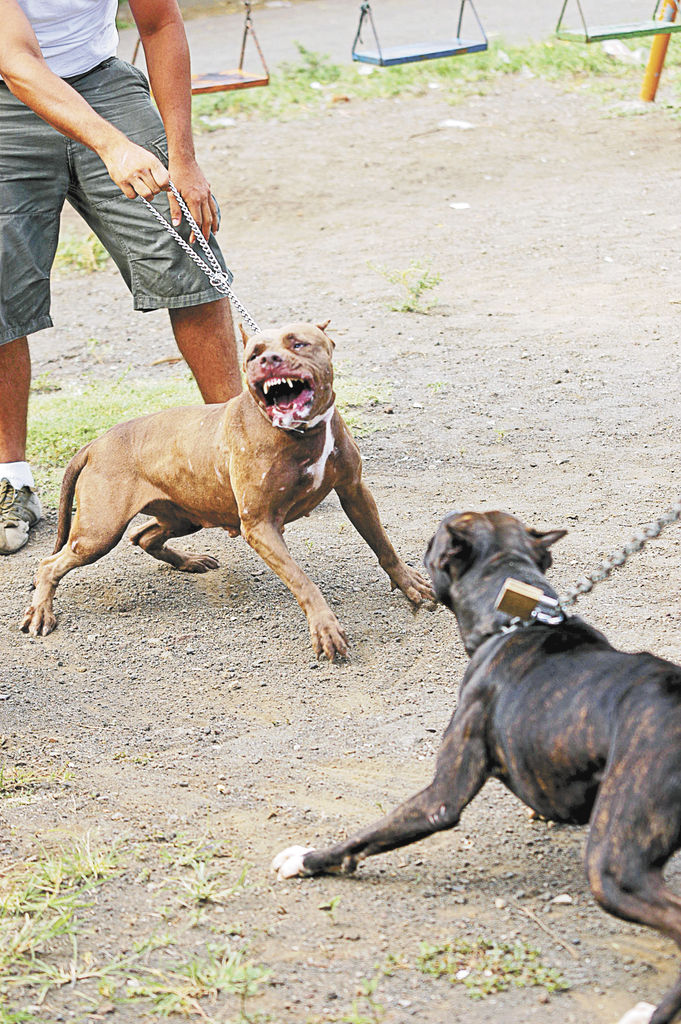 videos de peleas de pitbull de perros de pelea a mascotas la prensa