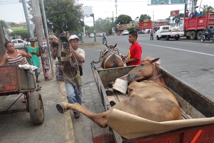Protección animal, una materia pendiente en Nicaragua